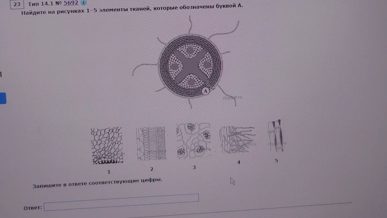 На рисунке А показана корневая волосковая клетка, нужно найти соответствующую ей ткань среди пронумерованных вариантов.