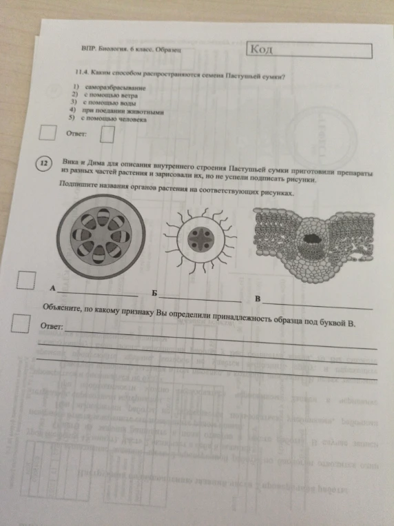 11.4. Каким способом распространяются семена Пастушьей сумки?
