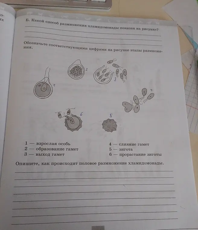 Определи способ размножения хламидомонады, показанный на рисунке.