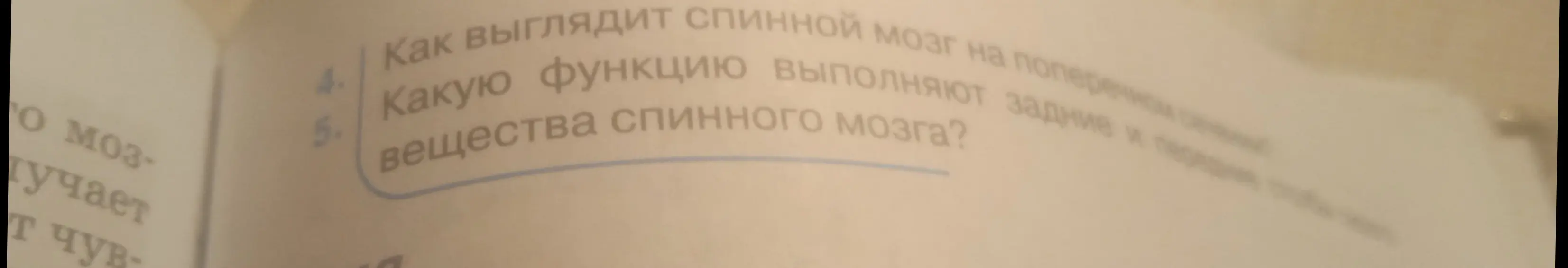 Как выглядит спинной мозг на поперечном срезе? Какую функцию выполняют задние и передние вещества спинного мозга?
