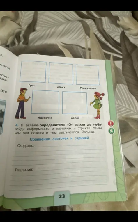 Ты просишь найти информацию о ласточках и стрижах и узнать, чем они похожи и чем различаются.