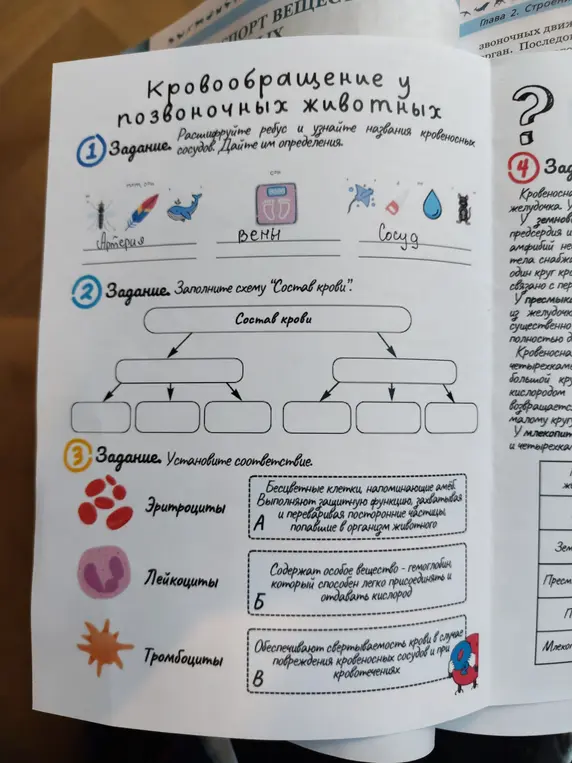 Расшифруй ребус и узнай названия кровеносных сосудов. Заполни схему "Состав крови". Установи соответствие.