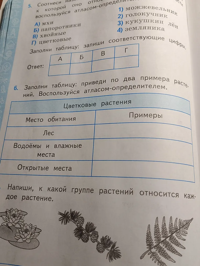 Соотнеси названия растений с группами, к которым они относятся