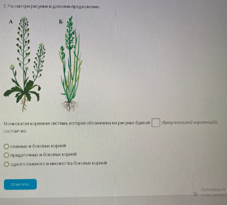 Рассмотрите рисунки и дополните предложение: Мочковатая корневая система, которая обозначена на рисунке буквой (букву вписывай кириллицей), состоит из: главных и боковых корней, придаточных и боковых корней, одного главного и множества боковых корней