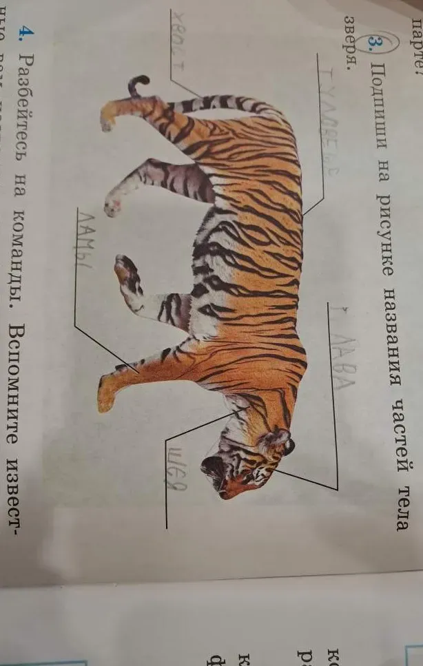 Подпишите на рисунке названия частей тела зверя.