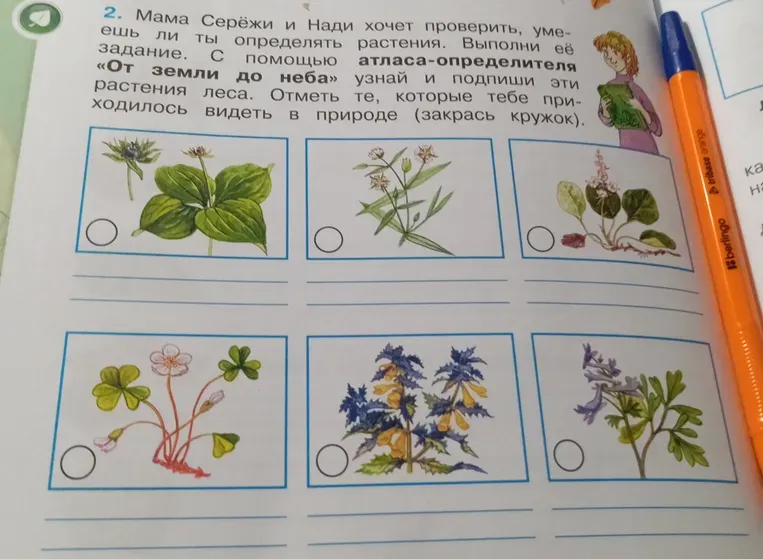 Мама Серёжи и Нади хочет проверить, умеешь ли ты определять растения. Выполни её задание. С помощью атласа-определителя «От земли до неба» узнай и подпиши эти растения леса.