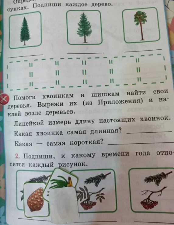 Подпиши каждое дерево.