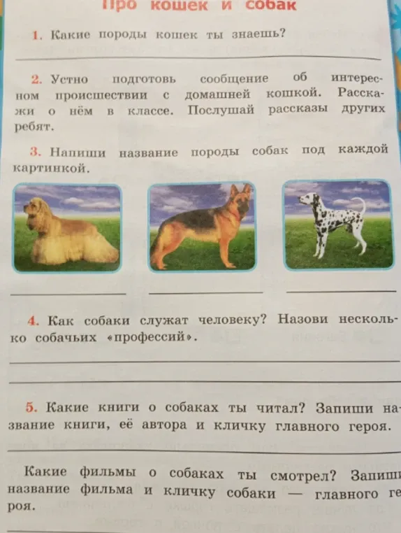 Какие породы кошек ты знаешь?