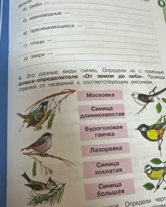 Соотнесите названия синиц с их изображениями на рисунках.