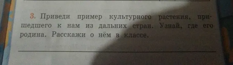 Приведи пример культурного растения, пришедшего к нам из дальних стран. Узнай, где его родина. Расскажи о нём в классе.