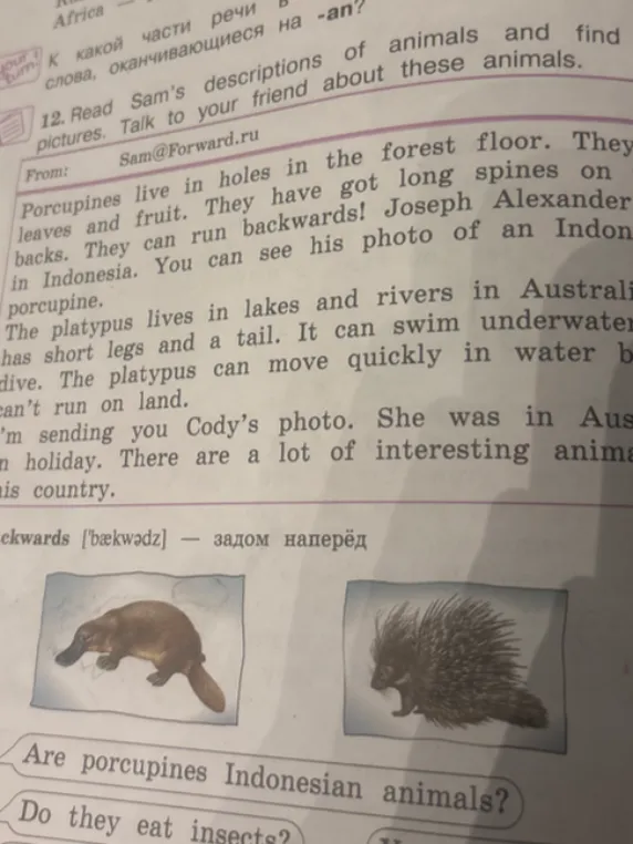 Are porcupines Indonesian animals?