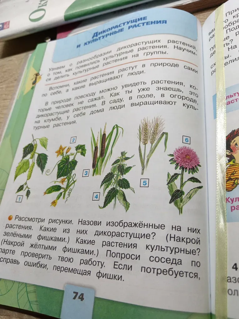 Рассмотри рисунки. Назови изображённые на них растения. Какие из них дикорастущие? (Накрой зелёными фишками.) Какие растения культурные? (Накрой жёлтыми фишками.) Попроси соседа по парте проверить твою работу. Если потребуется, справь ошибки, перемещая фишки.