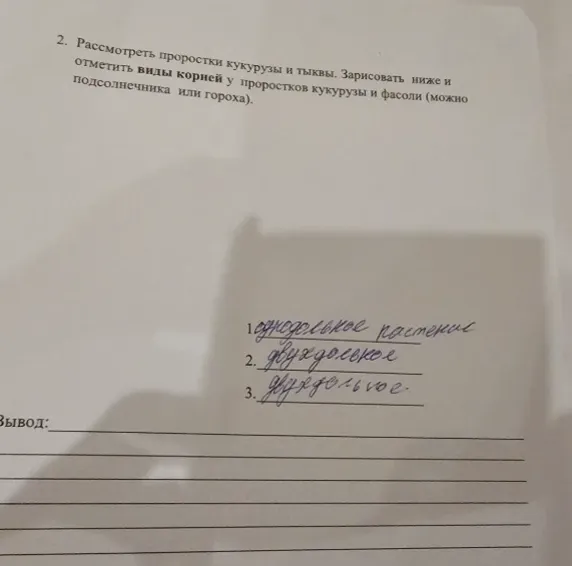 Рассмотреть проростки кукурузы и тыквы. Зарисовать ниже и отметить виды корней у проростков кукурузы и фасоли (можно подсолнечника или гороха).