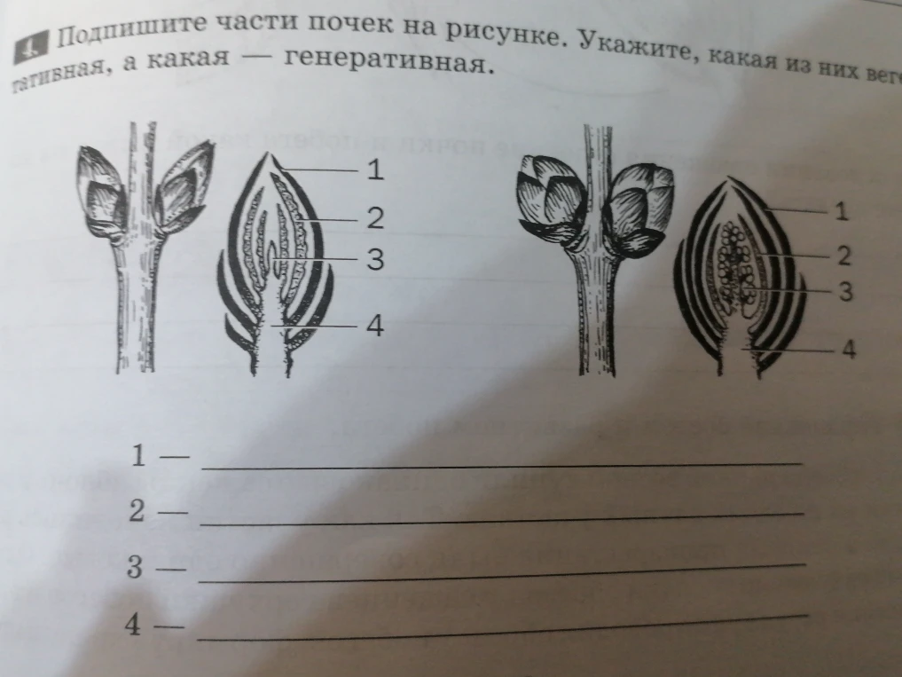 Подпишите части почек на рисунке. Укажите, какая из них вегетативная, а какая — генеративная.