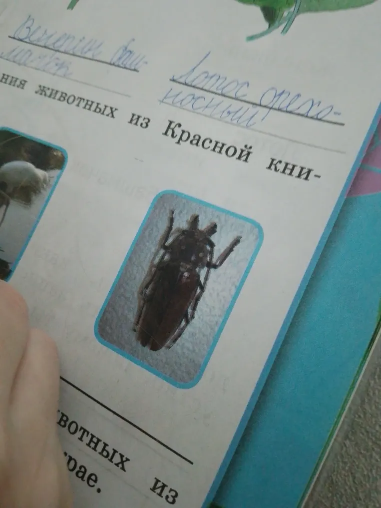 Назовите животных из Красной книги.