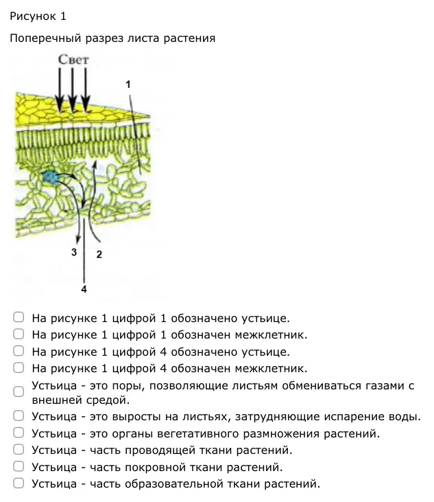Выбери верные утверждения из предложенных вариантов.