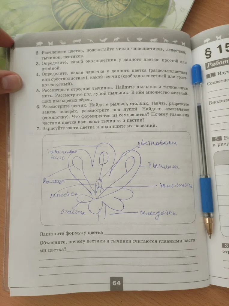 Запишите формулу цветка