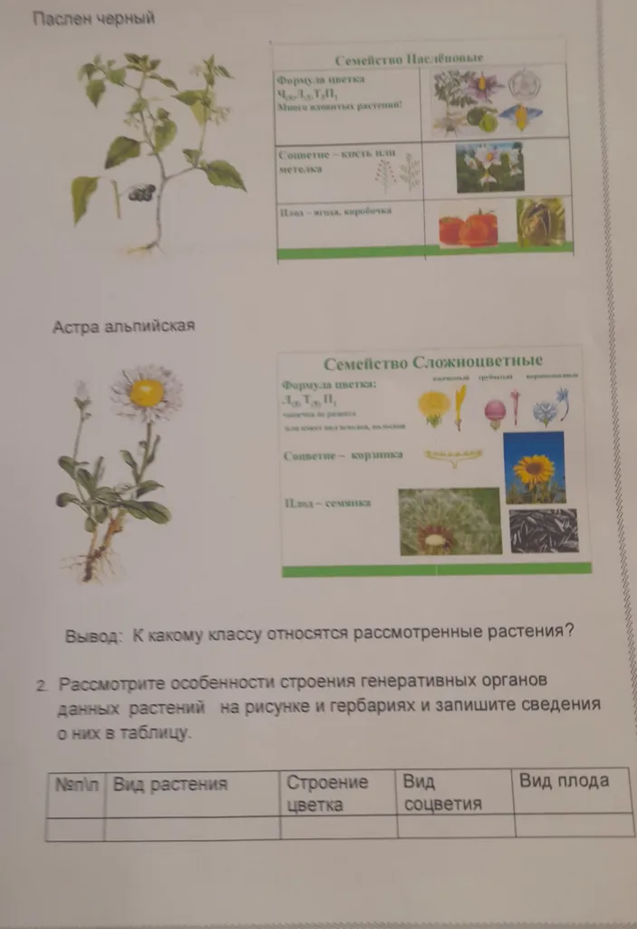 К какому классу относятся рассмотренные растения?
