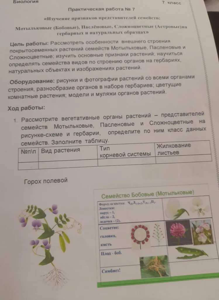 Рассмотрите вегетативные органы растений — представителей семейств Мотыльковые, Пасленовые и Сложноцветные на рисунке-схеме и гербарии, определите по ним класс данных семейств. Заполните таблицу.