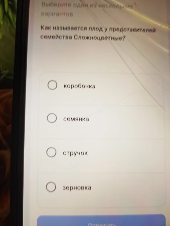 Как называется плод у представителей семейства Сложноцветные?