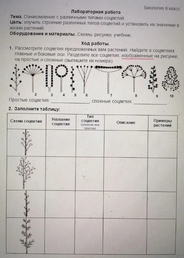 Лабораторная работа: Ознакомление с различными типами соцветий. Разделите соцветия на простые и сложные, заполните таблицу по схемам и сделайте вывод.