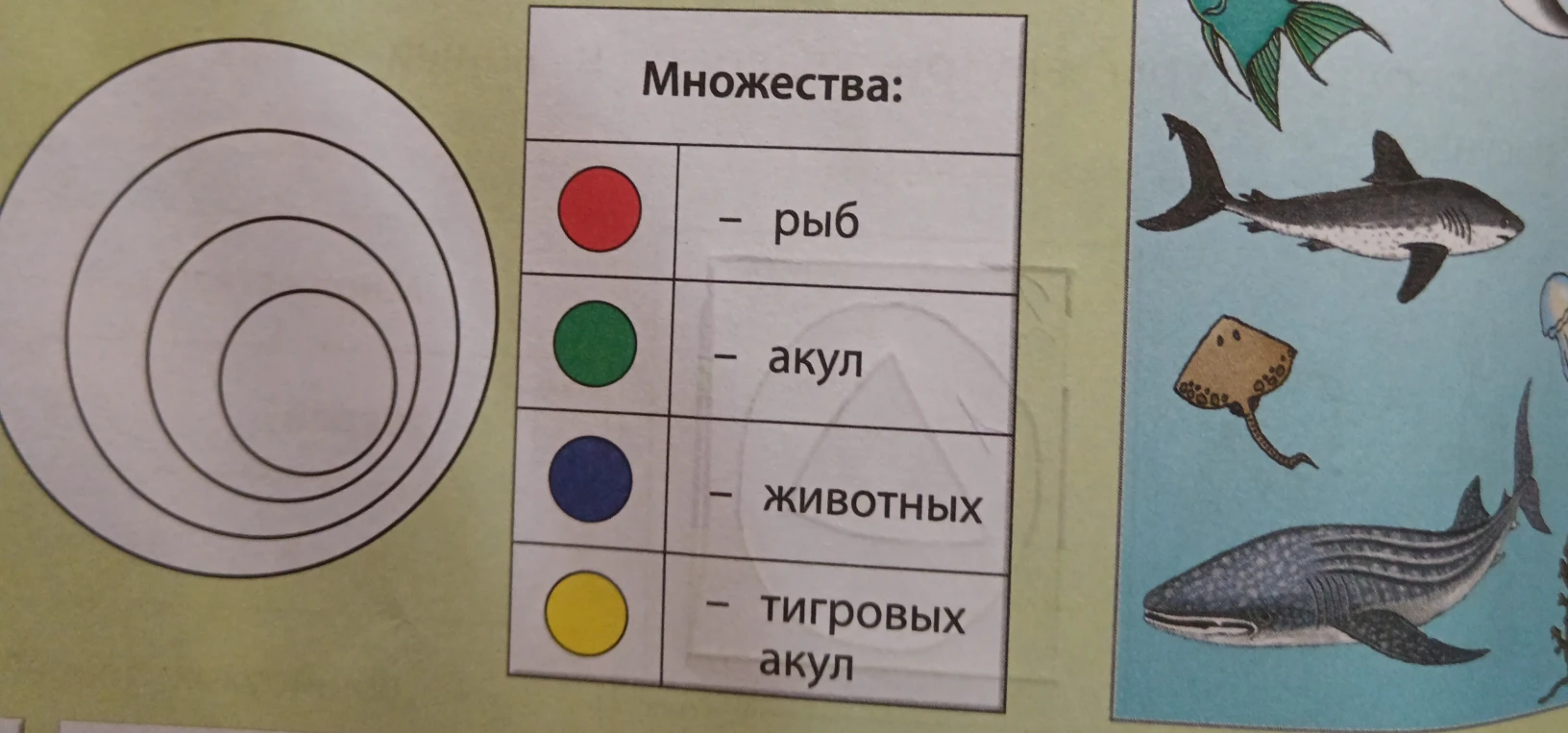 Множества: рыб, акул, животных, тигровых акул. Распределите их по кругам на диаграмме.