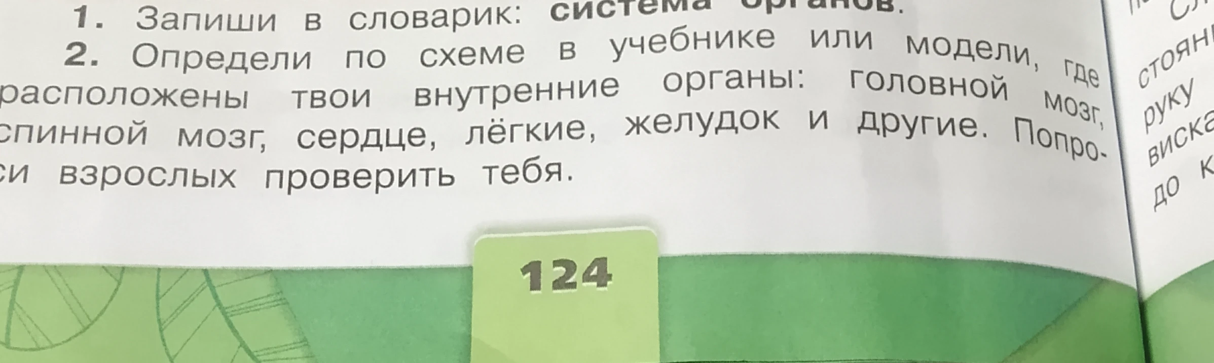 Определи по схеме в учебнике или модели, где расположены твои внутренние органы: головной мозг, спинной мозг, сердце, лёгкие, желудок и другие.