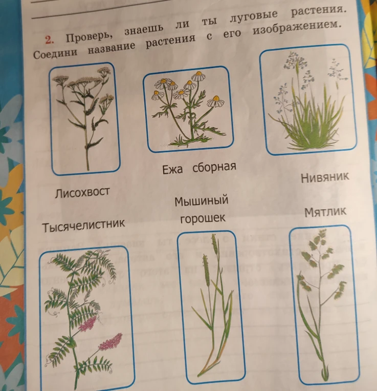Проверь, знаешь ли ты луговые растения. Соедини название растения с его изображением.