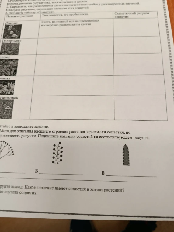 Заполните таблицу «Соцветия»