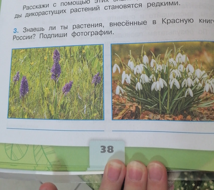 Знаешь ли ты растения, внесенные в Красную книгу России? Подпиши фотографии.