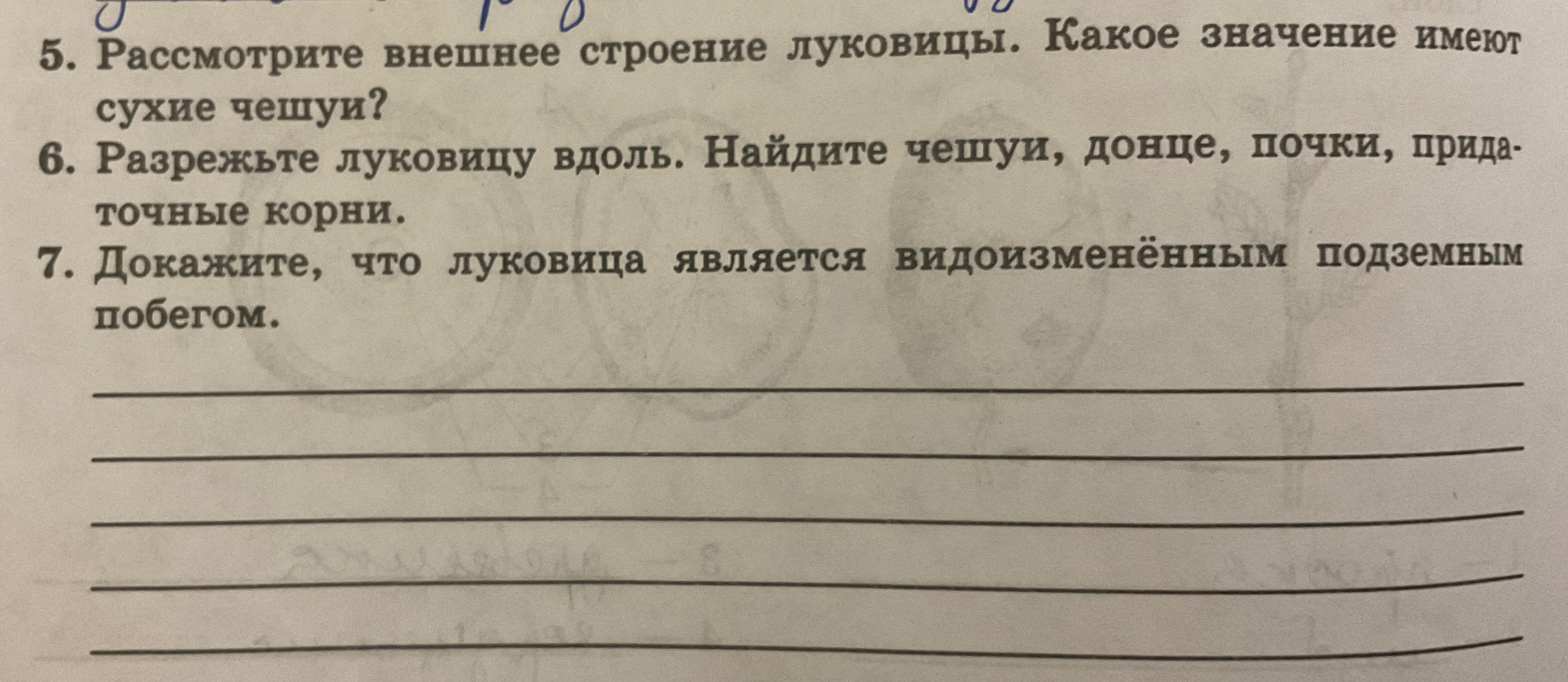 Рассмотрите внешнее строение луковицы. Какое значение имеют сухие чешуи? Разрежьте луковицу вдоль. Найдите чешуи, донце, почки, придаточные корни. Докажите, что луковица является видоизменённым подземным побегом.