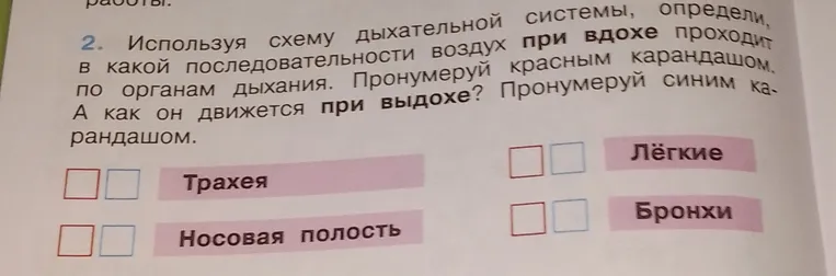Используя схему дыхательной системы, определи, в какой последовательности воздух при вдохе проходит по органам дыхания. Пронумеруй красным карандашом. А как он движется при выдохе? Пронумеруй синим карандашом.