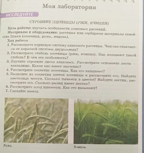 СТРОЕНИЕ ПШЕНИЦЫ (РЖИ, ЯЧМЕНЯ). Цель работы: изучить особенности злаковых растений.