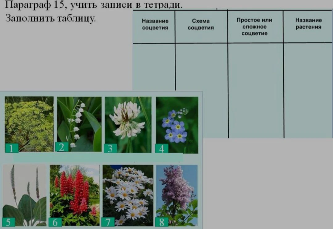 Заполнить таблицу: Название соцветия, Схема соцветия, Простое или сложное соцветие, Название растения