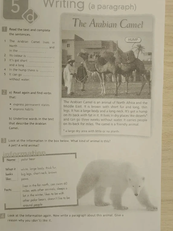 Read the text and complete the sentences about The Arabian Camel