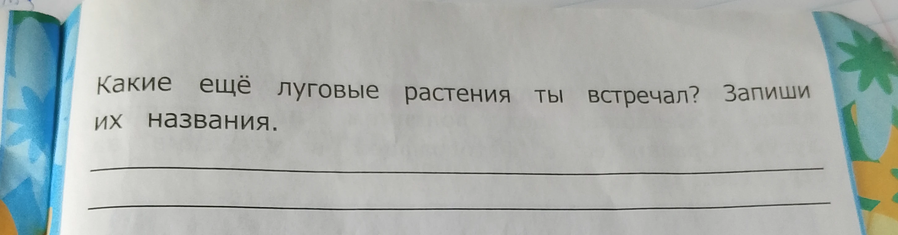 Какие ещё луговые растения ты встречал? Запиши их названия.