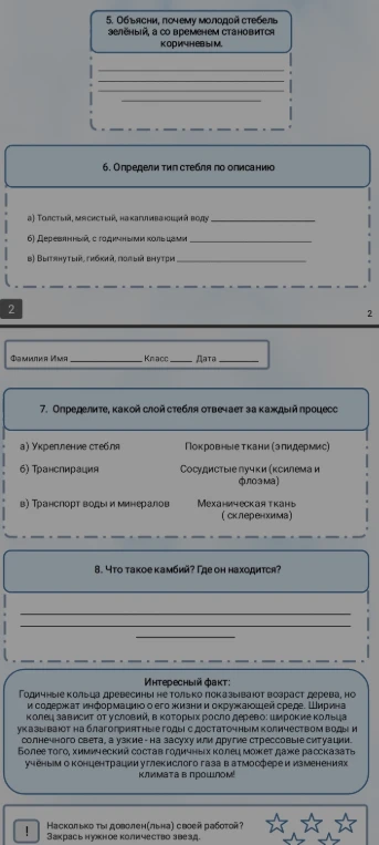 Объясни, почему молодой стебель зелёный, а со временем становится коричневым.