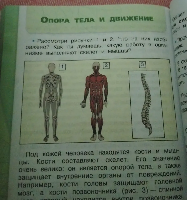 Рассмотри рисунки 1 и 2. Что на них изображено? Как ты думаешь, какую работу в организме выполняют скелет и мышцы?