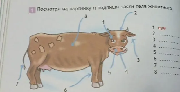 Посмотри на картинку и подпиши части тела животного