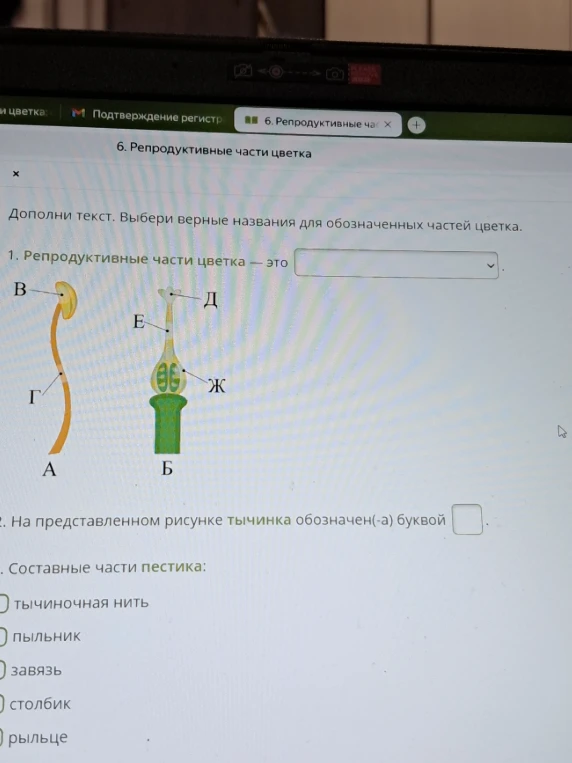 Дополни текст. Выбери верные названия для обозначенных частей цветка.