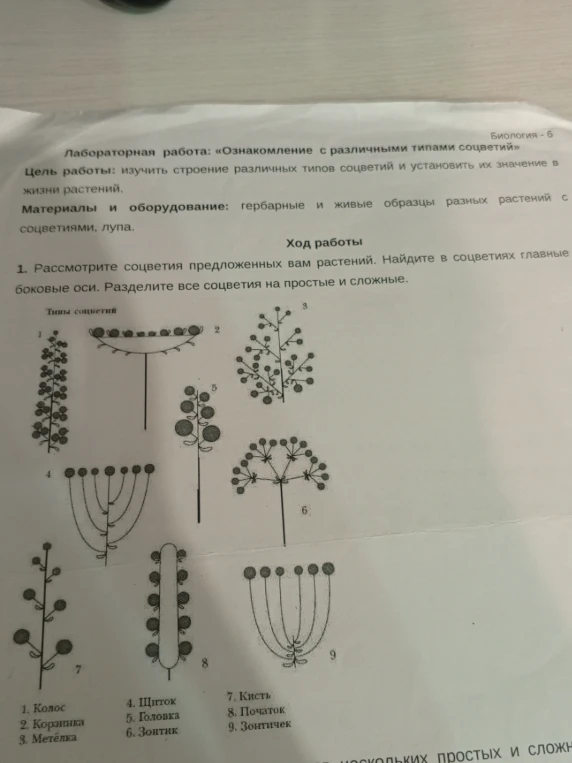 Разделите все соцветия на простые и сложные.