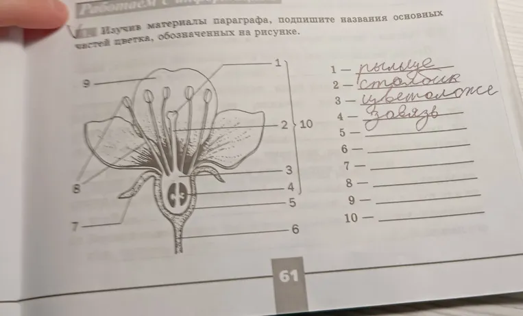 Изучив материалы параграфа, подпишите названия основных частей цветка, обозначенных на рисунке.