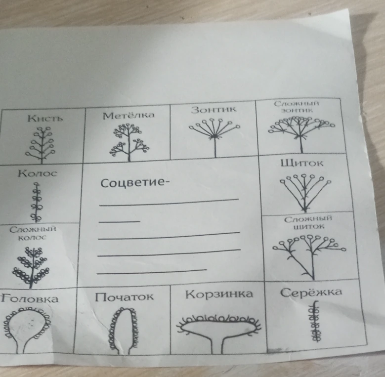 Дайте определение понятию Соцветие