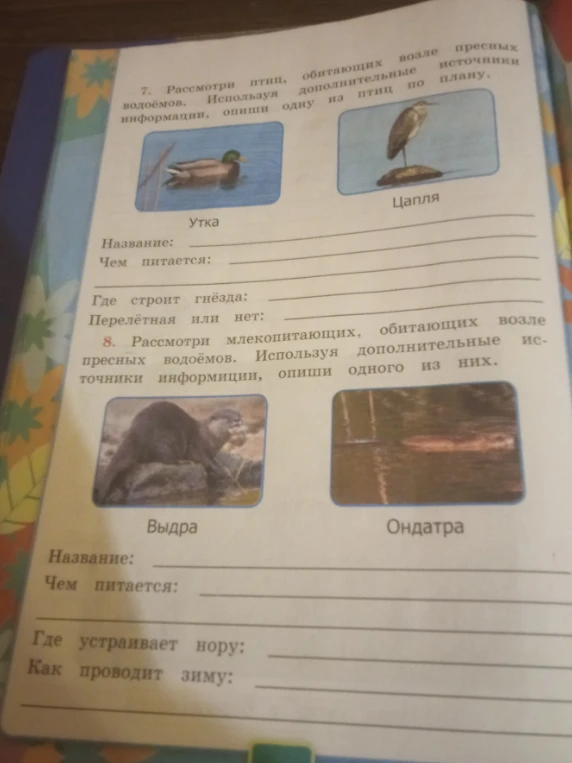 Рассмотри птиц, обитающих возле пресных водоёмов. Используя дополнительные источники информации, опиши одну из птиц по плану.