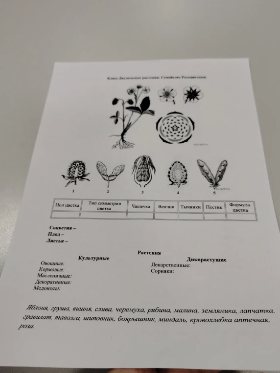 Заполните таблицу и характеристики для класса Двудольные, семейство Розоцветные на основе предложенного списка растений.