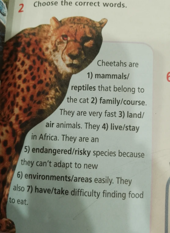 Choose the correct words: Cheetahs are 1) mammals/reptiles that belong to the cat 2) family/course.