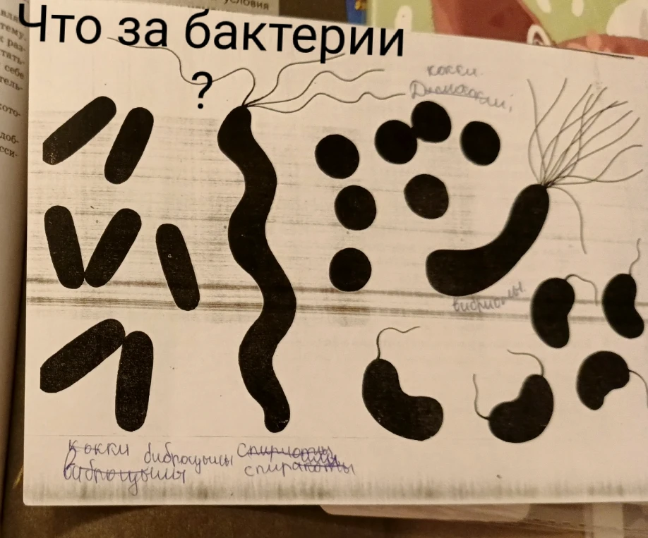 Как называются данные бактерии?