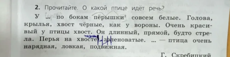 Прочитайте. О какой птице идёт речь? У ... по бокам пёрышки совсем белые.