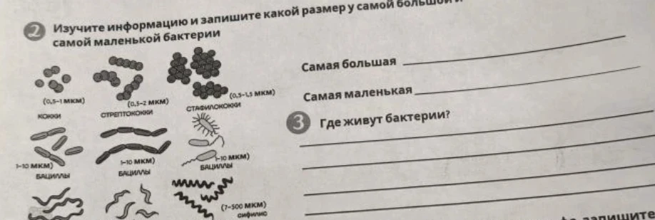 Изучите информацию и запишите какой размер у самой большой и самой маленькой бактерии