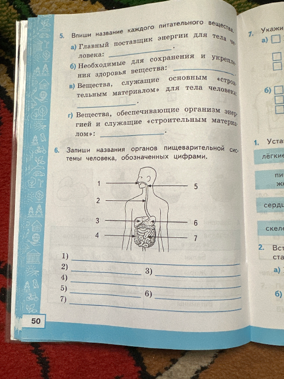 Впиши название каждого питательного вещества. Запиши названия органов пищеварительной системы человека, обозначенных цифрами.